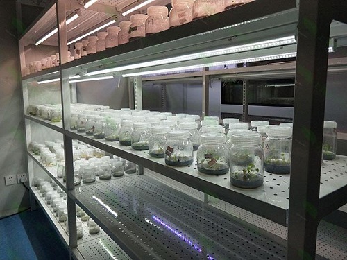 河南植物组织培养实验室设计建设方案